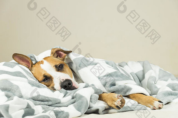 有趣的小斯塔福德猎犬躺在毯子里睡着了。疲惫或生病的斗牛犬在被窝里睡觉或休息