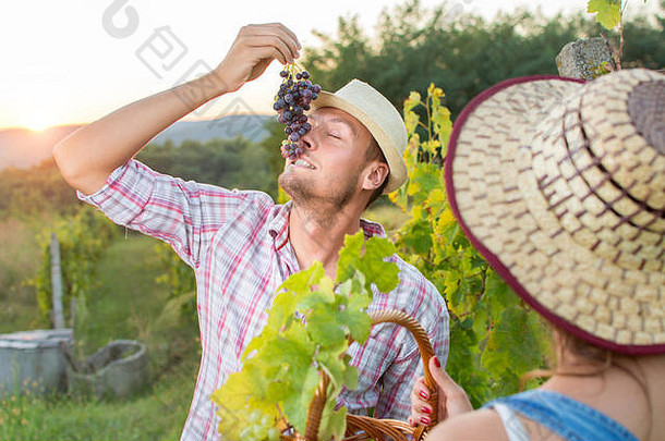 年轻的农民在葡萄园里享用新鲜葡萄
