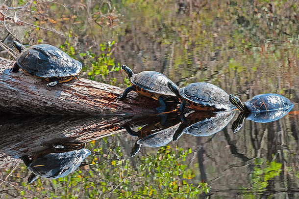 树干上的四只海龟在水中倒影