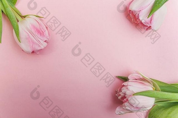 春天贺卡。清新的淡粉色郁金香花束，现代色彩鲜艳的粉色背景。节日快乐复活节母亲节周年纪念情人节生日概念。平面俯视图空间