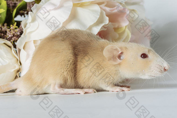 可爱的小白鼠在美丽的开花白牡丹，婚礼，情人节，花的特写照片。白色背景