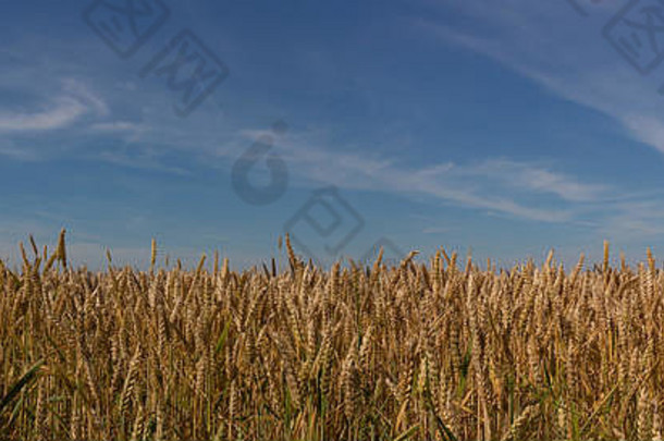 场成熟的小麦蓝色的天空