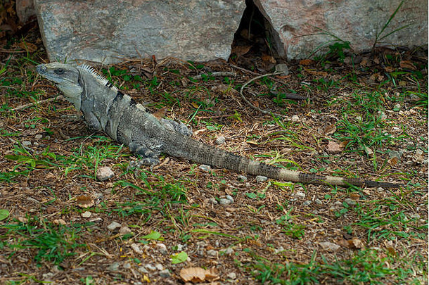 尤卡坦半岛草地和岩石中的鬣蜥