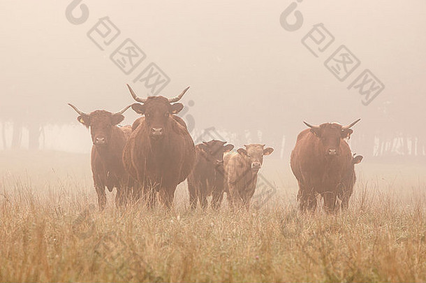 法国朱拉地区晨雾中的长角牛