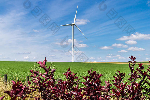 风涡轮机绿色小麦场生产权力可再生能源