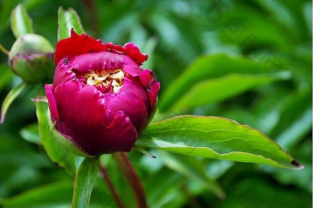芍药园红牡丹丛中花蕾和花朵的特写