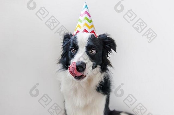 可爱的笑眯眯的<strong>小</strong>狗博德牧羊犬戴着生日傻帽看着隔离在白色背景上的摄像机的滑稽肖像。生日快乐派对理念。有趣的宠物动物生活