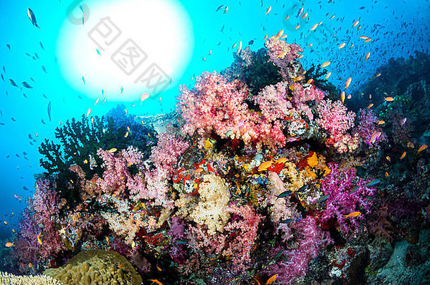 美丽的热带水下珊瑚礁包围清洁蓝色的水太阳闪亮的