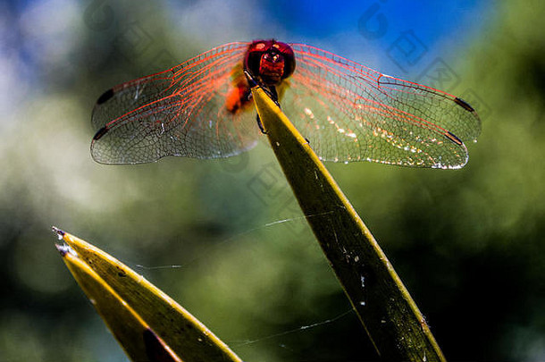 草叶上的红蜻蜓。展翅飞翔。