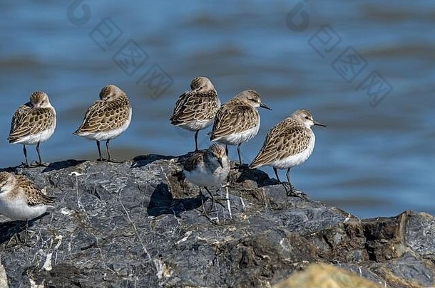 特拉华湾沿岸岩石上的半掌状矶鹞。它是一种在北极繁殖的数量丰富的小型滨鸟。