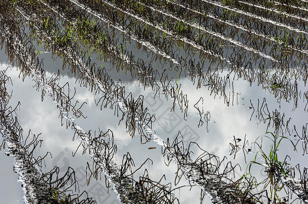 淹没了马铃薯田。雨后农业在水下耕作。淹没了农田。