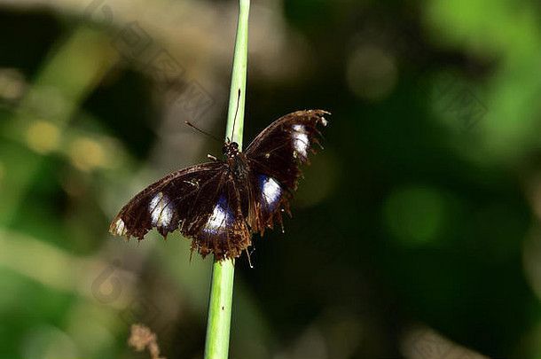 击败澳大利亚昆士兰常见的Eggfly蝴蝶休息植物的阀杆
