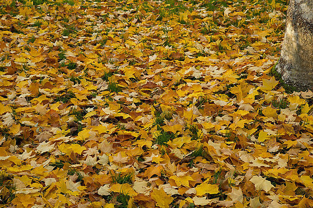 地毯秋天的叶子在户外