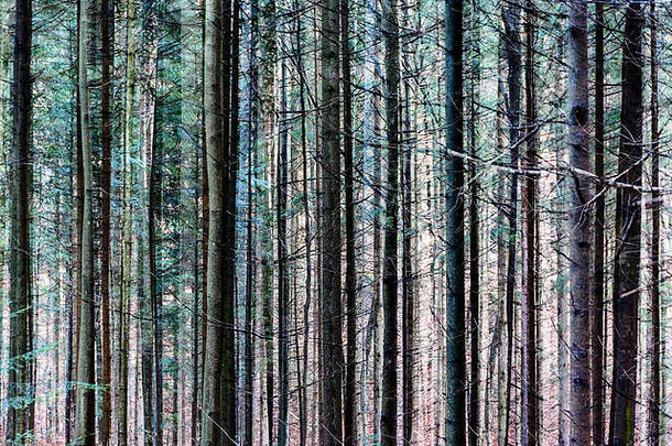 彩色多重曝光抽象巧妙的森林树木图像，超现实的自然户外图案