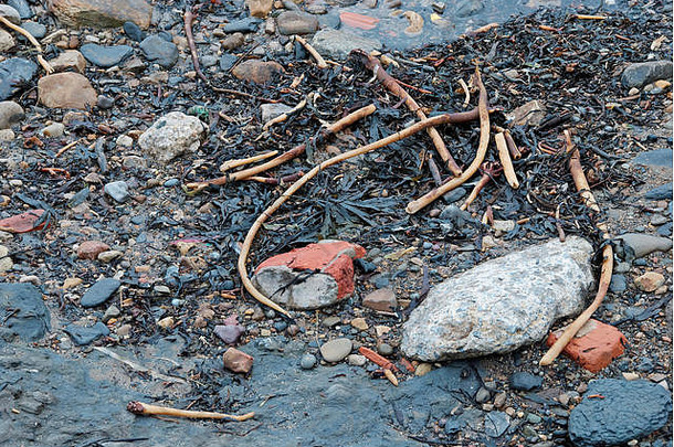 低潮时前滩上的小<strong>岩石</strong>、石头和海藻