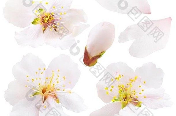 孤立的杏仁花集合白色杏仁树花朵孤立的白色背景