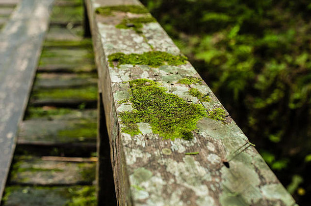 热带雨林、丛林景观中的木桥