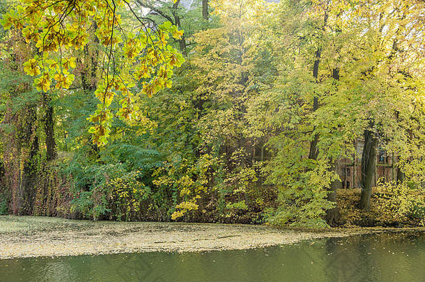 秋天的树木五彩缤纷，静水中飘浮着落叶