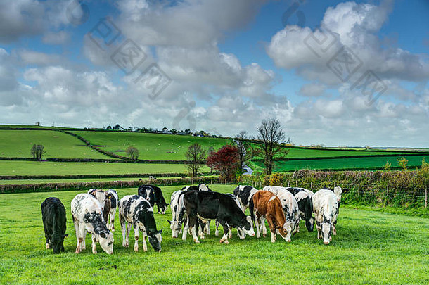 在一个美丽晴朗的<strong>春</strong>日，康沃尔农场上，一小群幼小的乳<strong>牛</strong>在新鲜的绿草上吃草。