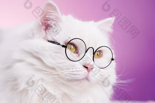 国内整齐的科学家猫提出了粉红色的背景墙关闭肖像毛茸茸的小猫透明的轮眼镜教育科学知识概念