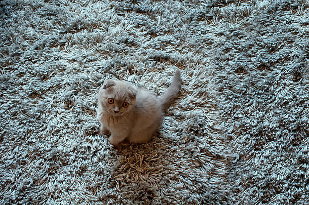 以羊毛地毯为背景的苏格兰折叠猫宝宝。