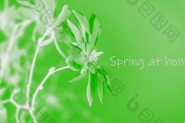 木兰花光春天背景春天首页检疫概念绿色健美的全景格式