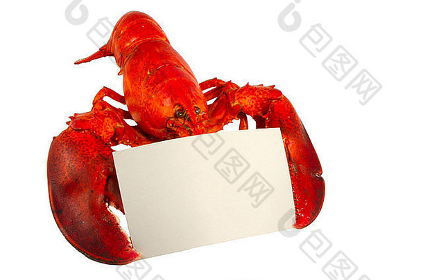 整只龙虾拿着一张空白的食谱或菜单卡，隔离在白色的盘子上
