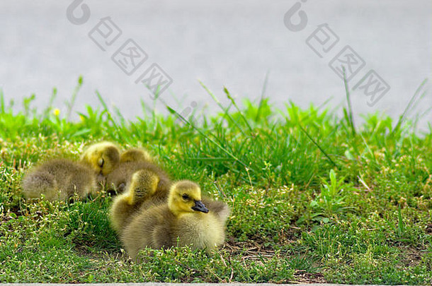 一群可爱的小鹅在草地上休息