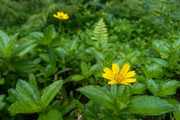 黄色的野花一般被称为金星奖金丝楠属弗吉尼亚纳姆