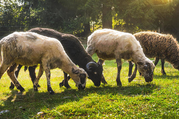 sheeps放牧农村农场