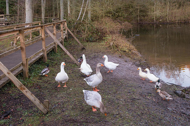 11月，苏格兰池塘边的几只五颜六色的鹅。