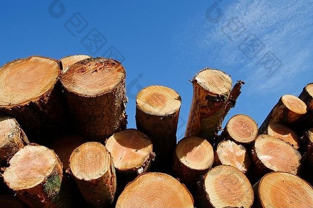 显示年轮的伐木木材库存