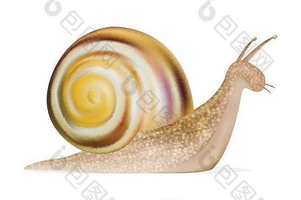 白底蜗牛