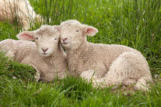 可爱的可爱的模糊婴儿动物兄弟姐妹羊羔相互依偎<strong>绿色</strong>草微笑幸福爱春天概念
