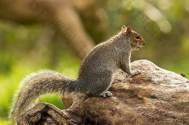 单只灰松鼠（Sciurus carolinensis），在自然林地和乡村环境中觅食。直立着，在木头上摆姿势