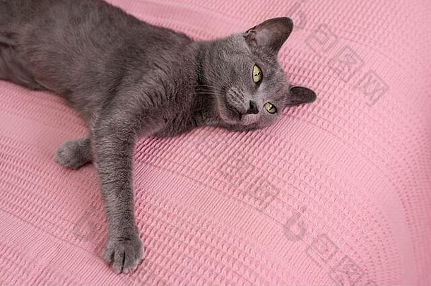猫放松沙发上俄罗斯蓝色的猫放松沙发