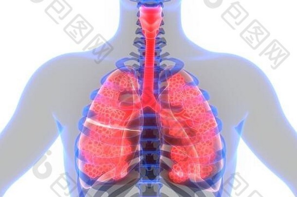 人类呼吸系统肺肺泡解剖学