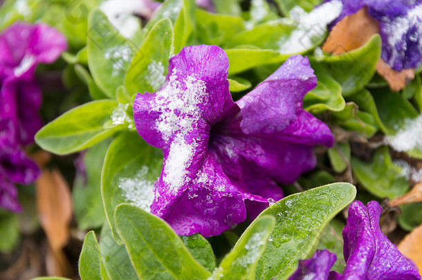 雪下的紫罗兰花。雪覆盖的紫色矮牵牛花。