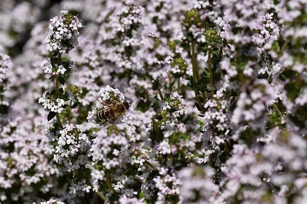 百里香是一种芳香植物，开浅紫色小花