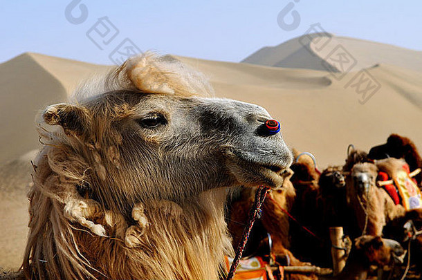 美丽的camesl沙子沙丘戈壁沙漠