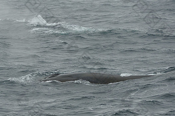 一头<strong>蓝鲸</strong>浮出水面呼吸。远离南桑威奇群岛。南大西洋。