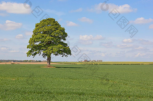 一幅<strong>英国风景</strong>画，一棵孤零零的树生长在春天蓝天下的庄稼地里