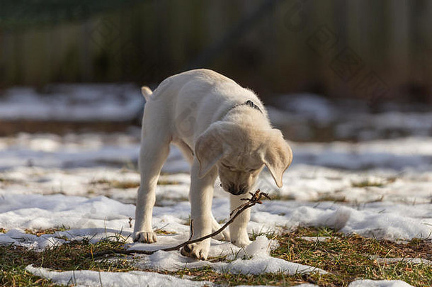 周黄色的实验室小狗快乐戏剧坚持发现在雪补丁草