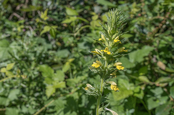 生长在潮湿土地上的黄色巴尔西亚/巴杜塞利亚的黄色花朵（康沃尔郡，6月）。有时为<strong>入侵物种</strong>，质地粘稠。