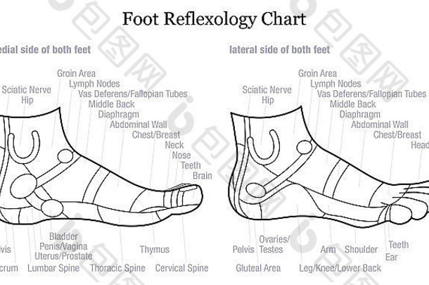 足部反射图-足部内侧和外侧视图-以及相应内脏的描述。
