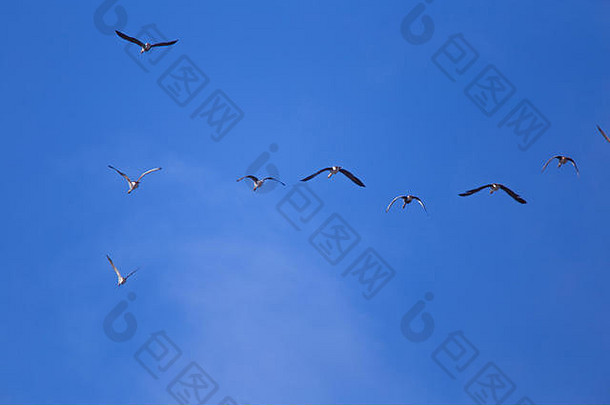 美丽的飞行群迁徙鹅蓝色的天空背景