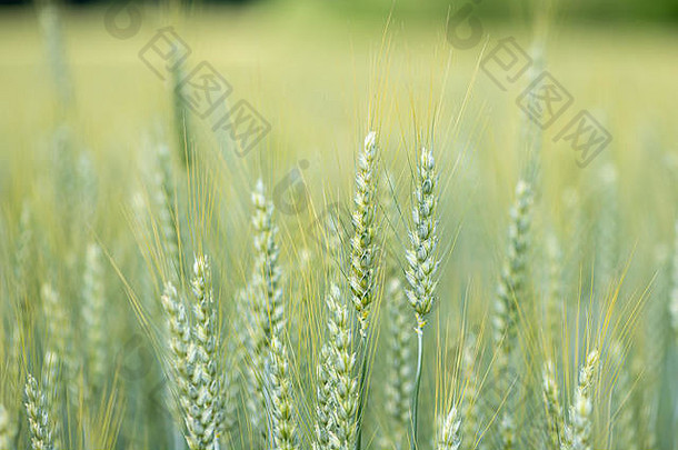 收获前的绿色谷类幼粒（小麦、小麦）特写镜头