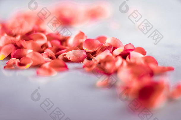 大理石上的活<strong>珊瑚</strong>玫瑰花瓣，年度色彩-花卉背景，节日和花卉艺术概念，优雅的视觉效果