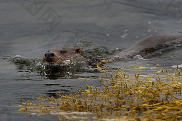 苏格兰海岸水獭<strong>游泳</strong>，苏格兰岛