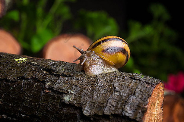 春雨过后，蜗牛在自然界某处的树皮上爬行